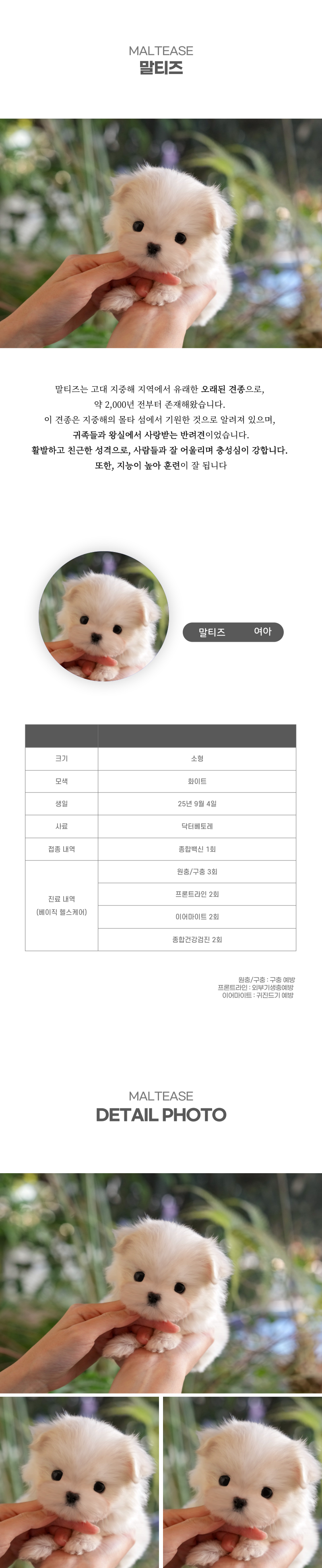 말티즈_상세이미지_2